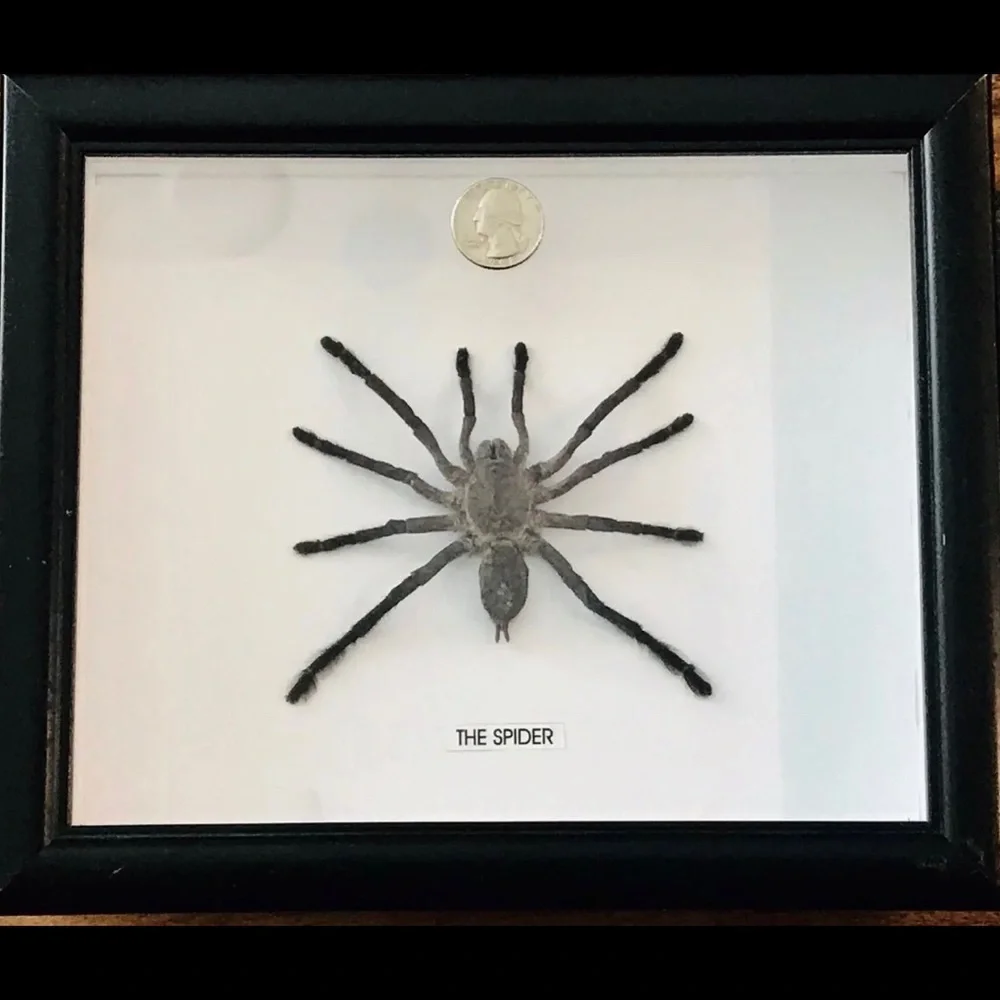 Large Spider taxidermy - Picture 5 of 5
